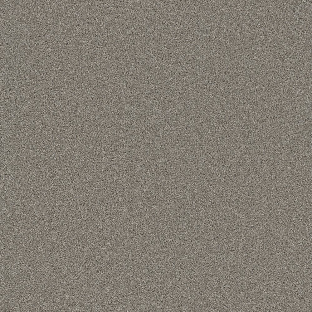 Broadcast Plus - Silver Birch