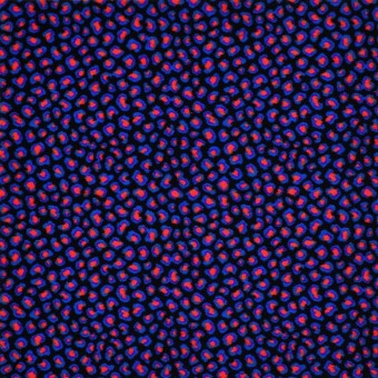 Afterglow Fluorescent - Fluorescent Light