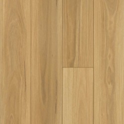 Eucalyptus