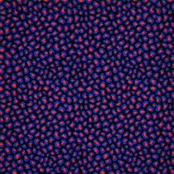 Afterglow Fluorescent - Fluorescent Light