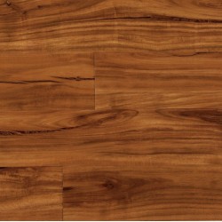 Gold Coast Acacia - In Stock
