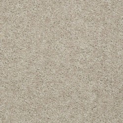 Sand Dollar