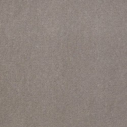 Gray Hare