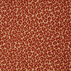 Cheetah - Big Cat