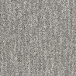 Grey Fox