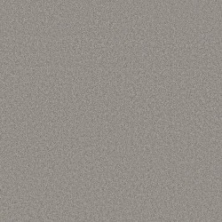 Grey Fox