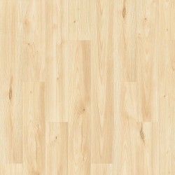 Sand Chestnut