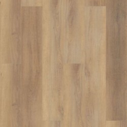 Canterbury Elm