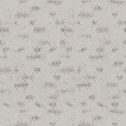 Grey Fox